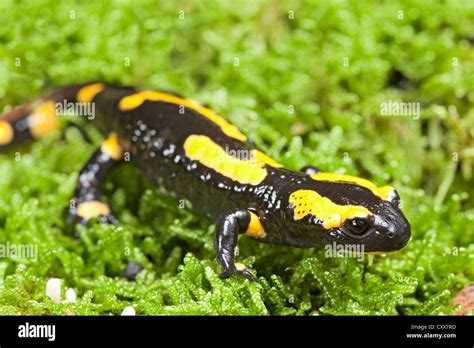  Fire Salamandre: Une créature à la fois fascinante et venimeuse qui brille de mille feux!