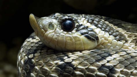 Hognose ! Un serpent fascinant qui joue les morts pour échapper à ses ennemis