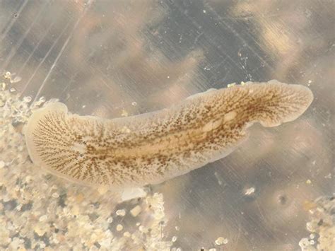  Leptoplana! Une Planaire Marin Qui Démontre l'Incroyable Adaptabilité des Êtres Vivants