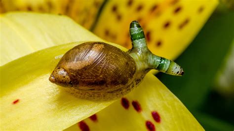  Leucochloridium Paradoxum: Un Ver Parasite Qui Manipule les Cerveaux de Limaces!