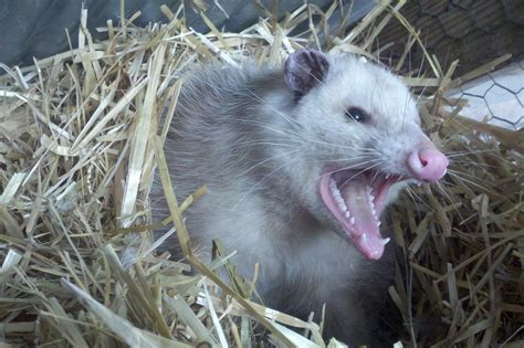  Opossum! Un explorateur nocturne aux dents pointues et au régime alimentaire surprenant