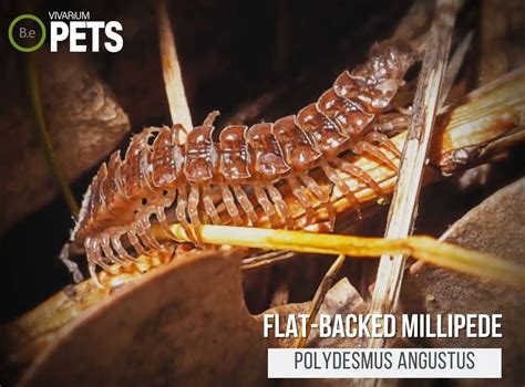  Polydesmus: Découverte d'un Myriapode Fascinant aux Jambes Multiples et à la Vie Souterraine Intrigante!