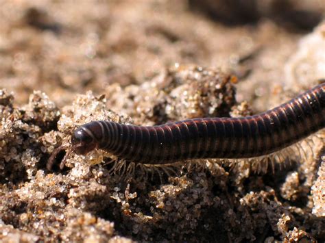  Virginiulus! Un Myriapode Terrestre à la Recherche Éternelle de Débris Decomposes