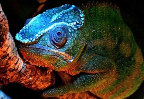   Xantusid! Découvrez ce Lézard Insolite au Teint Lumineux et à la Vie Nocturne Mystérieuse