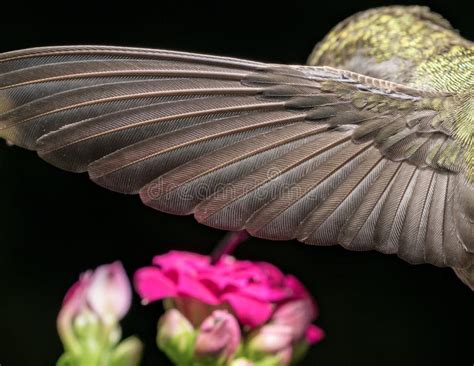  Xylocopa : Un Mastodonte Dormeur aux Ailes Bourdonnantes