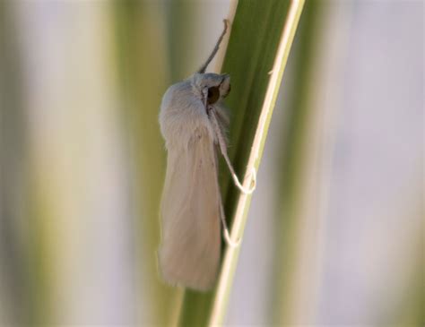  Yucca Moth!  A Marvelous Weaver Unveiling the Secrets of Its Pollination Dance