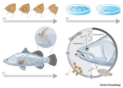 Yvesia! Une Parasite Inconsidérée Qui Sème le Chaos Dans la Vie Aquatique