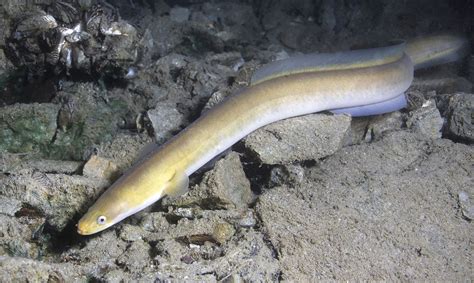  Anguille: Un Poisson Mystérieux Qui Peut-il Remonter les Cours d'Eau contre le Courant!