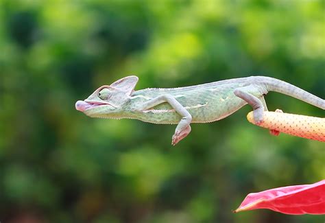  Caméléon: Découvrez un Maître du Camouflage Qui N’est Pas Si Lente Que Vous Ne Le Pensez!