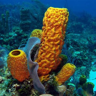  Question: Quelle est la vie fascinante du Questionable Queensferry Sponge dans l'immensité océanique ?