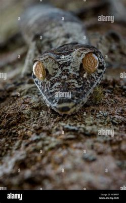  Geckos: Des Créatures Nocturnes à l'Équilibre Précaire qui Définissent la Flexibilité Extrême !