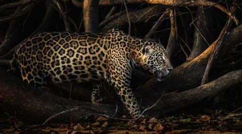  Jaguar: Un Félin Nocturne aux Éclatantes Taches qui Rêve de baignade!