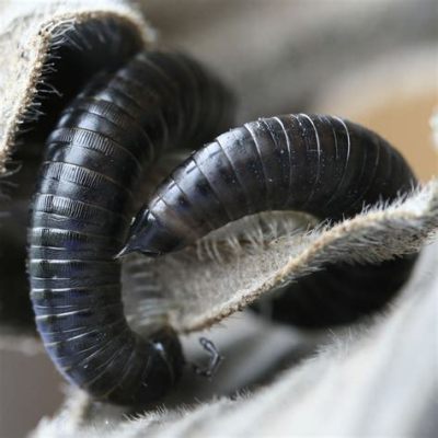  Julida: Une créature fascinante aux mille pattes qui aime se cacher sous les feuilles mortes!