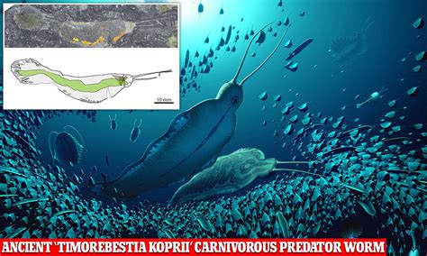  Justice for the Jaw Worm: A Tiny Terror Hiding in Coastal Sediments!