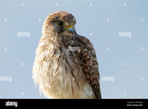  Kestrel! Un Oiseau Rapide Avec un Regard Perçant