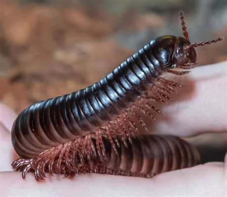  Konting: Une Créature Fascinante aux Mille Pattes qui Se Déplace avec Élégance Souterraine!