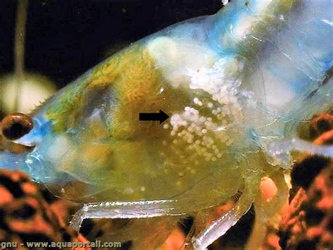  Le Japonica! Un Parasite Subtil aux Facettes Cachées de la Vie Aquatique