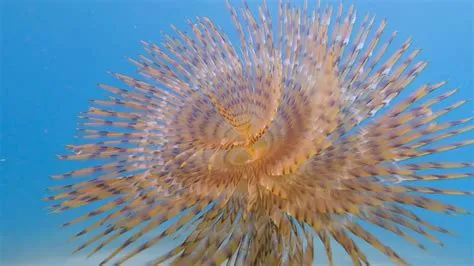  Le Triton : Une créature marine fascinante qui aime se cacher dans les grottes sous-marines