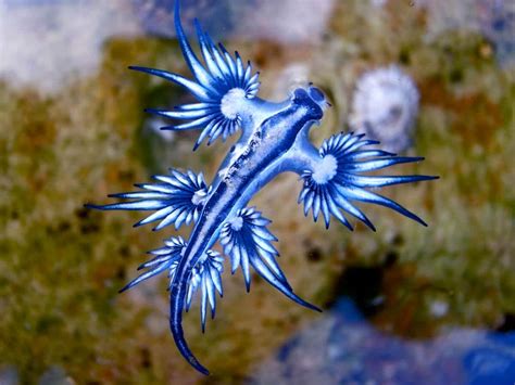  Limace de Mer: Une créature fascinante qui brille dans l’obscurité abyssale !