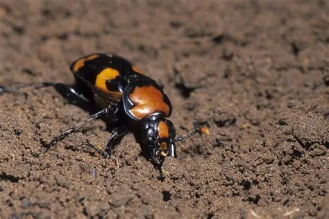  Nicrophorus: Une créature fascinante qui enterre les morts avec amour maternel ! 