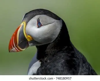  Puffin - Quel oiseau aux couleurs vives possède un bec remarquable et une capacité à nager extraordinaire?