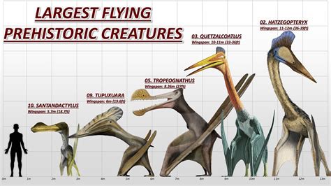  Questioning Quetzalcoatlus: Can this Ancient Reptile's Wingspan Truly Reach 36 Feet?