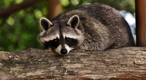  Raton laveur! Un Mammifère Nocturne aux Griffes Surprenantes et à l'Odorat Exceptionnellement Fines