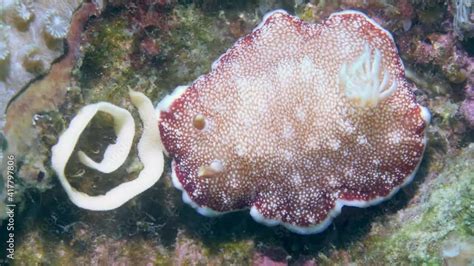  Limace de mer: Un escargot sans coquille qui danse sur les fonds marins avec une élégance hypnotique !