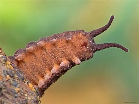  Tachypore : Un Insect à Couverture de Velours pour Déjouer les Prédateurs !