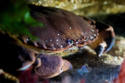  Tanais! Un crustacé fascinant qui prospère dans l’obscurité des eaux profondes