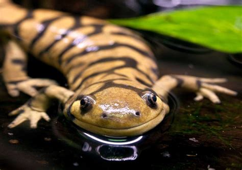  Urodel  Les urodeles: des amphibiens à la peau lisse et aux membres robustes pour une vie aquatique fascinante !