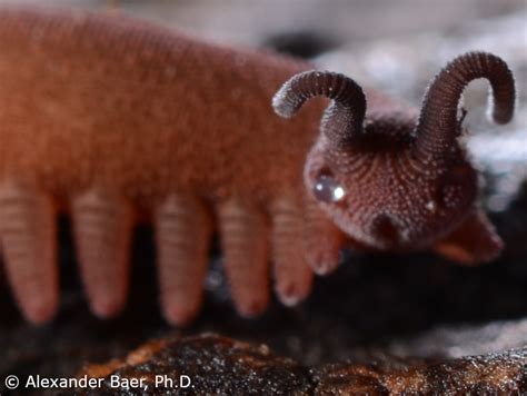 Velvet Worm! Une créature étonnante qui nage à travers le sable et se nourrit de ses proies avec une glu collante imparable.