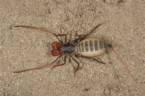  Vinegaroon: Un Arachnide Solitaire aux Piqûres Inattendues qui S’Épanouit dans les Zones Arides!