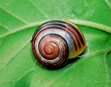  Volute! Découvrez ce Gastropod aux Coquilles Spirales Fascinantes et à l'Habitude Solitaire.