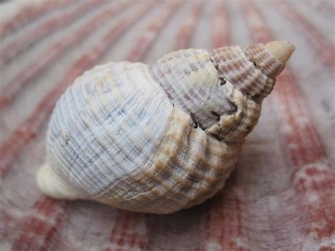  Whelk! Les Escargots de Mer Possédant une Coquille Spirale Magnifique en Défi Permanent avec la Nature