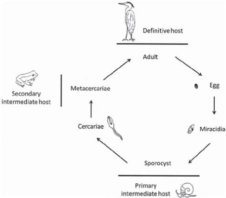  Xiphidiocercaria: Un parasite complexe au mode de vie fascinant et étonnant !