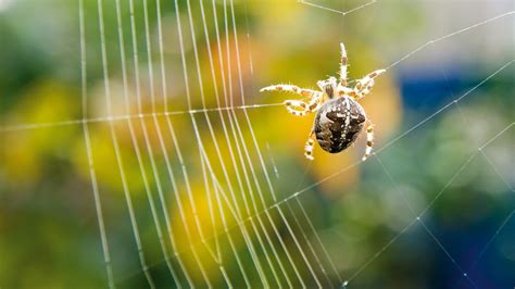  Xysticus: Un maître du camouflage qui tissent des toiles invisibles dans les jardins !