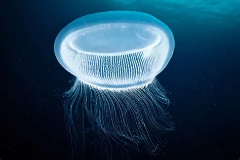  Ypatinga: Un Hydrozoaire Transparent Qui Vit Une Vie Nomade en Mer Ouverte!