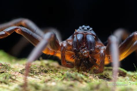  Zodariidae: Des araignées sauteuses aux mouvements imprévisibles, tissant des toiles labyrinthiques uniques !